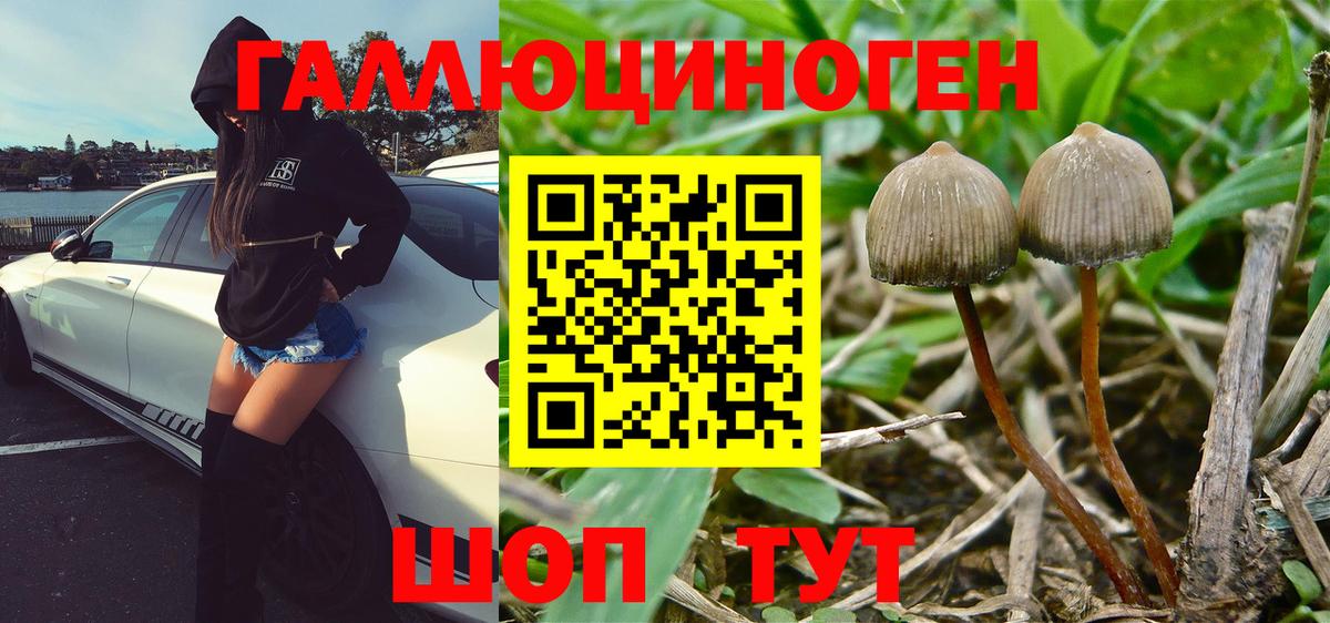 Галлюциногенные грибы Psilocybe Чита